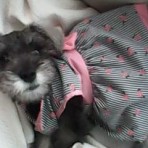 Pepita
